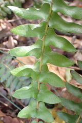 Blechnum punctulatum