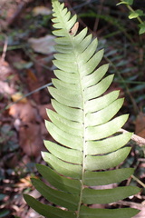 Blechnum punctulatum