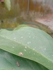 Menemerus bivittatus