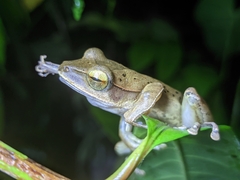 Polypedates occidentalis