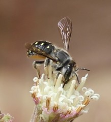 Anthidium maculosum