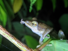 Polypedates occidentalis