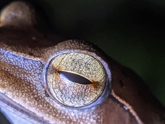 Polypedates occidentalis