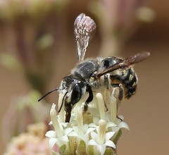 Anthidium maculosum