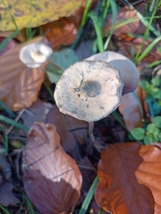 Psilocybe serbica