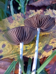 Psilocybe serbica