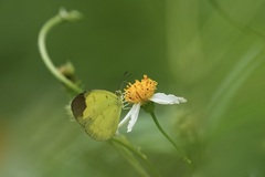 Eurema sari