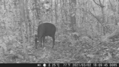 Cephalophus silvicultor