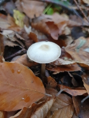 Clitocybe fragrans