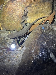 Paramesotriton hongkongensis