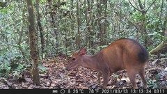 Cephalophorus callipygus