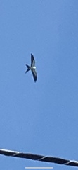 Elanoides