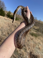 Pantherophis emoryi