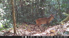 Cephalophorus leucogaster