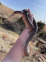 Pantherophis emoryi