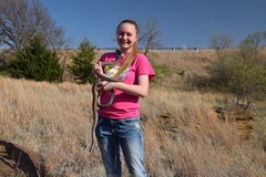 Pantherophis emoryi