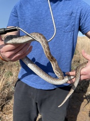 Pantherophis emoryi