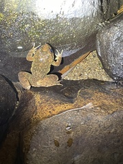 Quasipaa exilispinosa