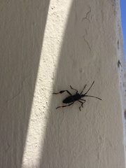 Leptoglossus clypealis