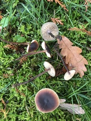 Macrocystidia cucumis