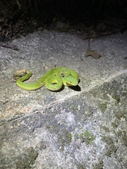 Trimeresurus albolabris