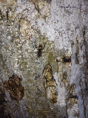 Dolichoderus bispinosus