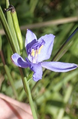 Aristea ensifolia