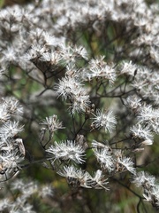 Eupatorium hyssopifolium