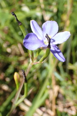 Aristea ensifolia
