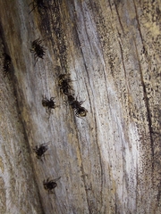 Dolichoderus bispinosus