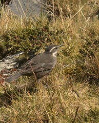 Cinclodes patagonicus