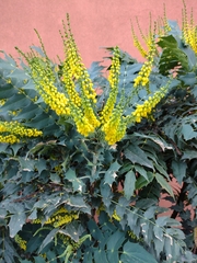 Berberis × hortensis