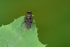 Lindneromyia