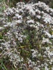 Eupatorium hyssopifolium