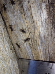 Dolichoderus bispinosus