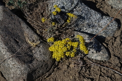 Odontarrhena obovata