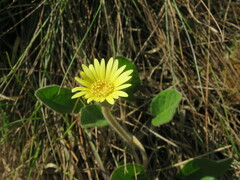 Gerbera piloselloides