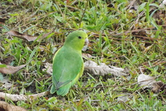 Forpus xanthopterygius