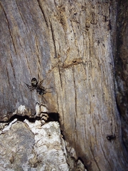 Dolichoderus bispinosus