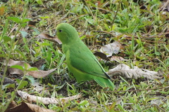 Forpus xanthopterygius