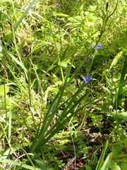 Aristea ensifolia