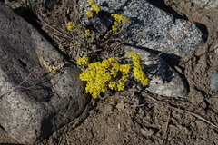 Odontarrhena obovata