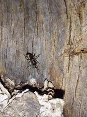Dolichoderus bispinosus