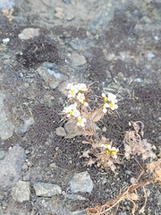 Triptilion capillatum