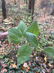 Viburnum setigerum