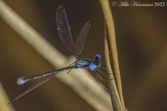 Lestes forficula