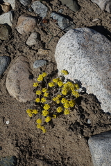 Odontarrhena obovata