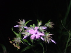 Phlox pilosa