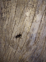 Dolichoderus bispinosus