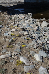 Odontarrhena obovata